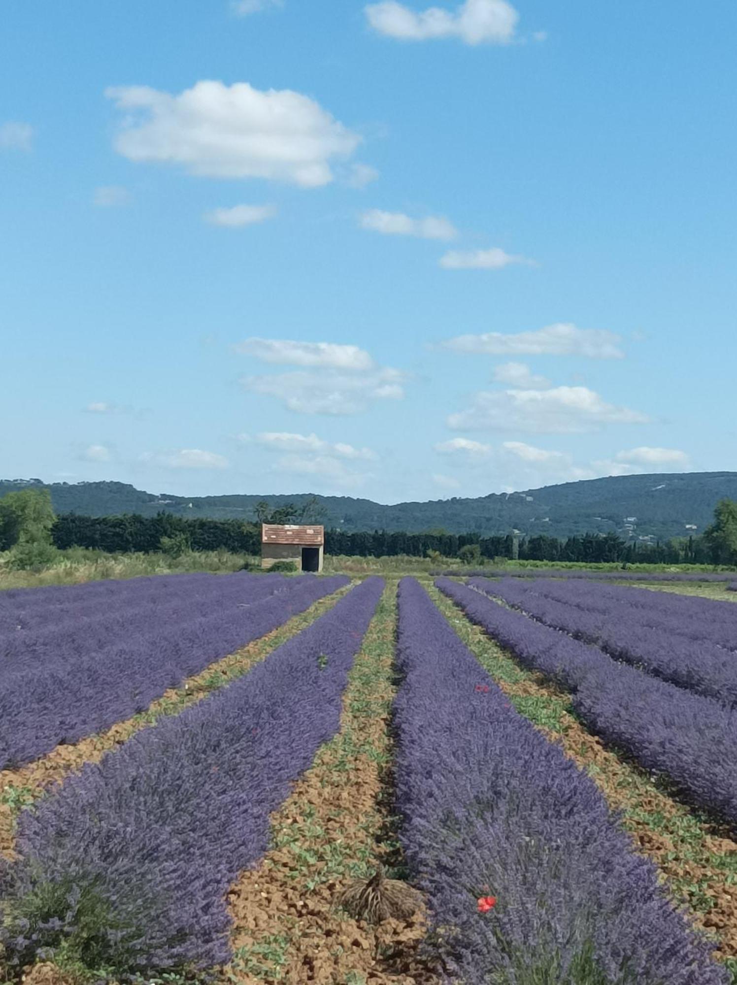 Chambre D'Hotes Les Garrigues Piolenc Екстериор снимка